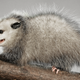 Illustration for article titled Real-Life ‘Nintendogs’? This Furry 4-Legged Creature Loves To Snuggle And Play